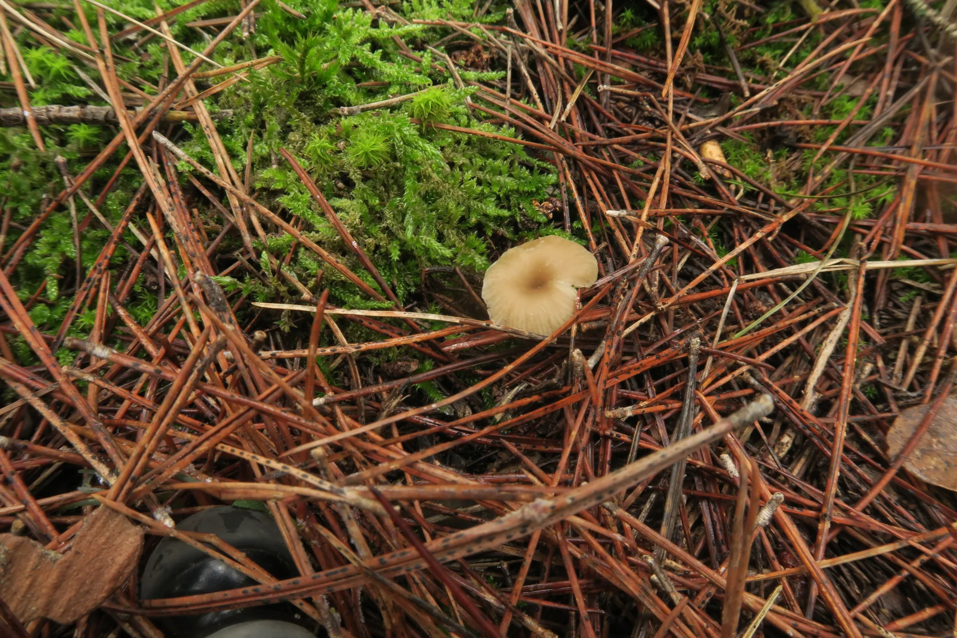 Omphalina pyxidata - 1 - IMG_2713